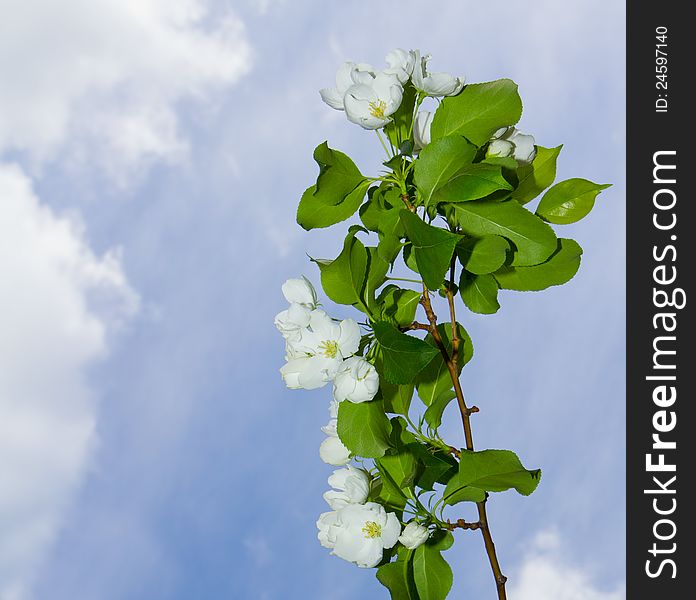 Sprig of apple blossoms in spring against a bright blue sky. Sprig of apple blossoms in spring against a bright blue sky