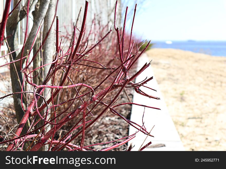 naked red bushes on a blurry background