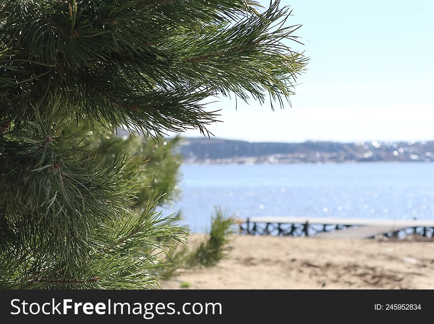 Fluffy Pine On A Blurred Background Of The River