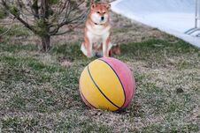 A Basketball And A Dog In The Background Royalty Free Stock Photos
