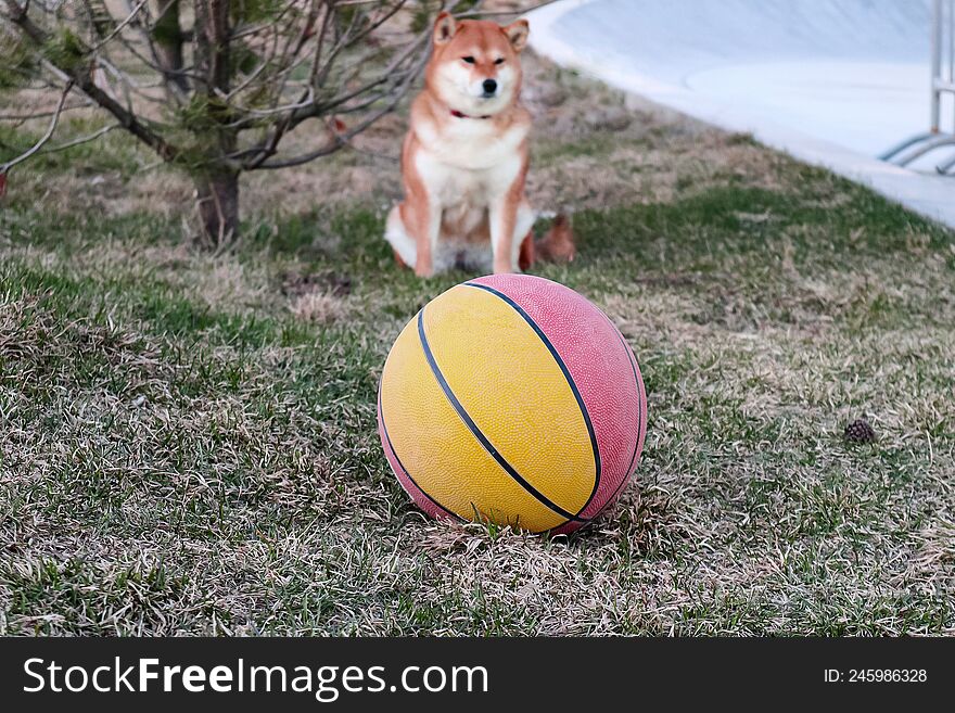 a basketball and a dog in the background