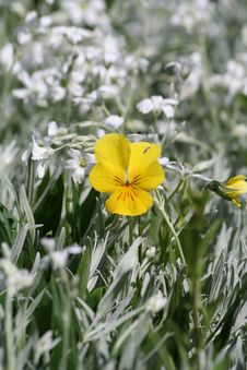 Yellow Pansy Stock Images Yellow Pansy Stock Images