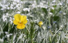 Yellow Pansy Royalty Free Stock Photos Yellow Pansy Royalty Free Stock Photos