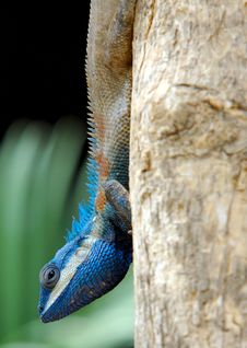 Blue Lizard Stock Photos Blue Lizard Stock Photos