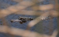 Alligator Royalty Free Stock Photography Alligator Royalty Free Stock Photography