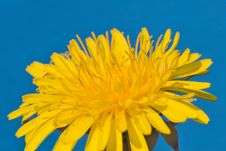 Dandelion Macro Stock Image Dandelion Macro Stock Image
