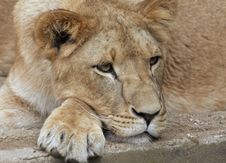 Female Lion Stock Photography