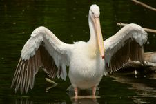 Pelican With Opened Wings Royalty Free Stock Image