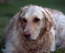 Golden Retriever Stock Photography Golden Retriever Stock Photography