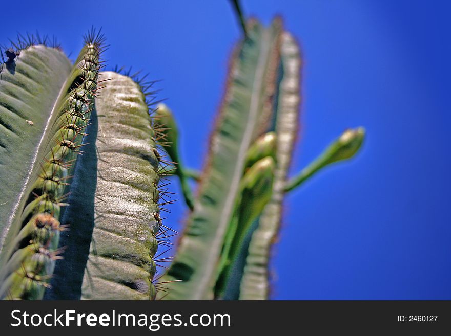 Cactus plants details -close up