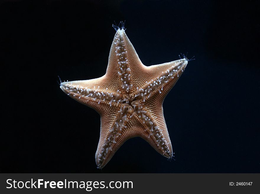 The starfish floats in depths of ocean