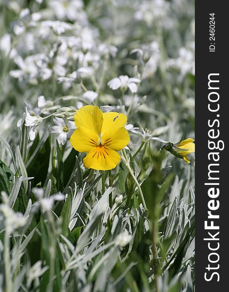 Small alone pansy in the middle of white flowers. Small alone pansy in the middle of white flowers