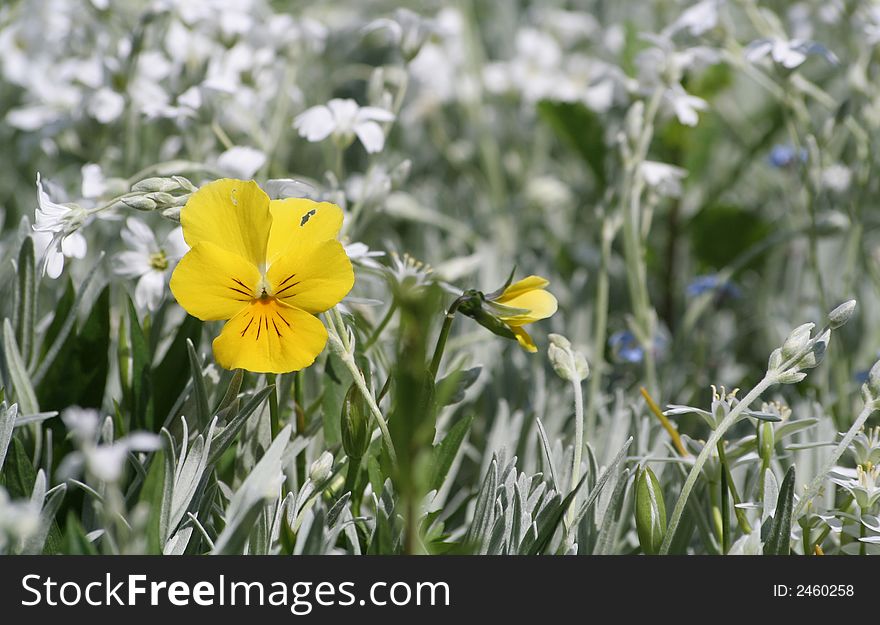 Small alone pansy in the middle of white flowers. Small alone pansy in the middle of white flowers