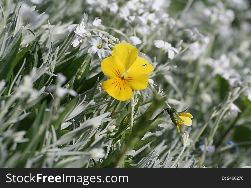 Small alone pansy in the middle of white flowers. Small alone pansy in the middle of white flowers