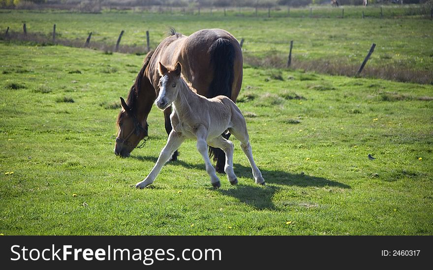 Horse whit youth colt on green grass