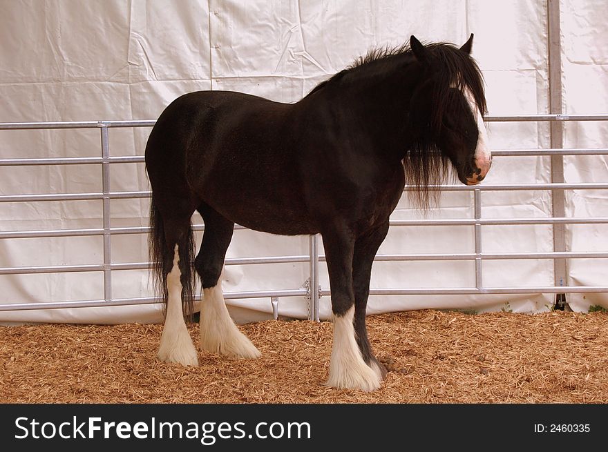 Beautiful black horse with white patch on it's nose and three of his feet are also white. Beautiful black horse with white patch on it's nose and three of his feet are also white.