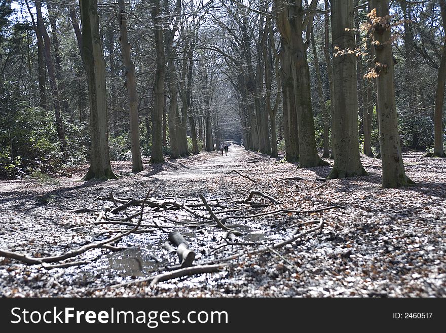 Forest road with many old trees in The Netherlands. Forest road with many old trees in The Netherlands