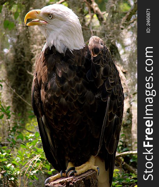 A close up, full-length view of a mature bald eagle, perched on a log in a forest setting. A close up, full-length view of a mature bald eagle, perched on a log in a forest setting.