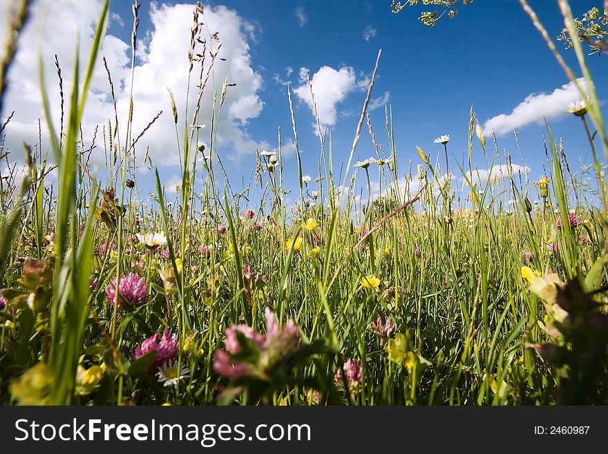 In the open countryside with grass, flowers, daisyflowers and so on. Deep blue sky with white clouds. Very low Position with extreme wideanglelens. Springtime! Variation. In the open countryside with grass, flowers, daisyflowers and so on. Deep blue sky with white clouds. Very low Position with extreme wideanglelens. Springtime! Variation.