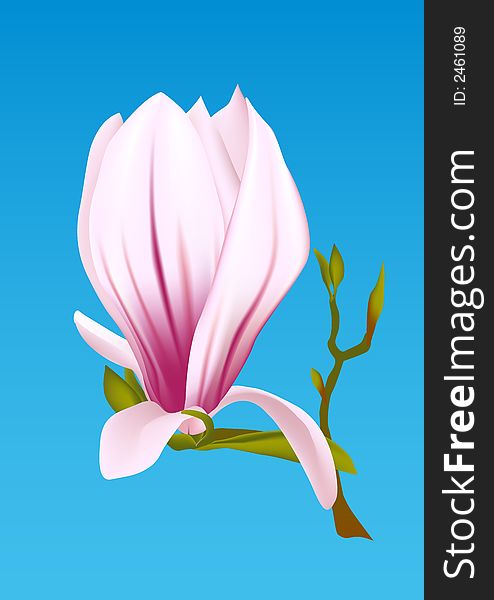 Flower of a magnolia with gentle green sprouts. Flower of a magnolia with gentle green sprouts