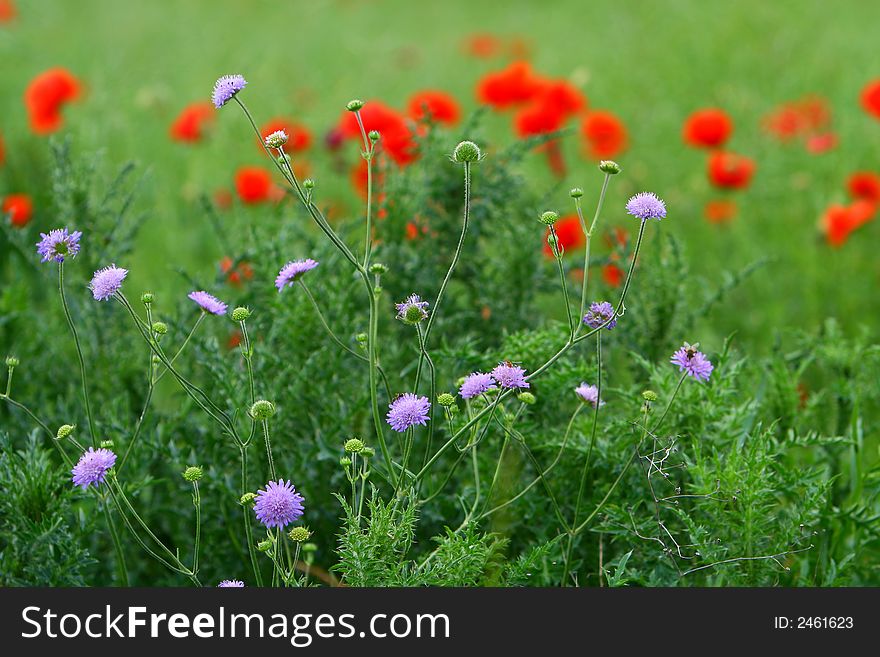 Season-specific floral background with poppies. Season-specific floral background with poppies