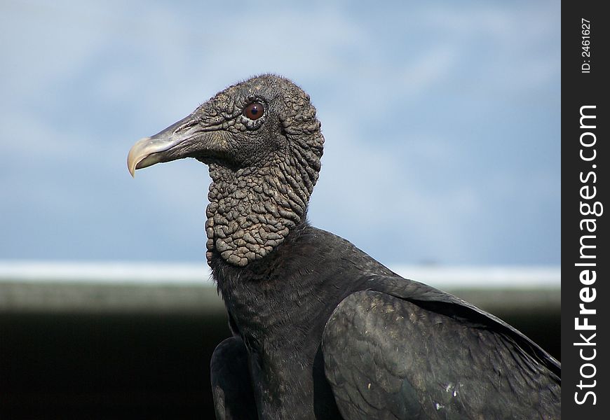 Scevenger bird of South America. Scevenger bird of South America