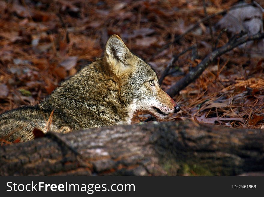 Coyote Profile behind fallen tree