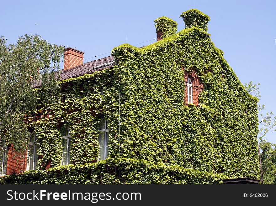 Windows on a wall covered with creeper. Windows on a wall covered with creeper