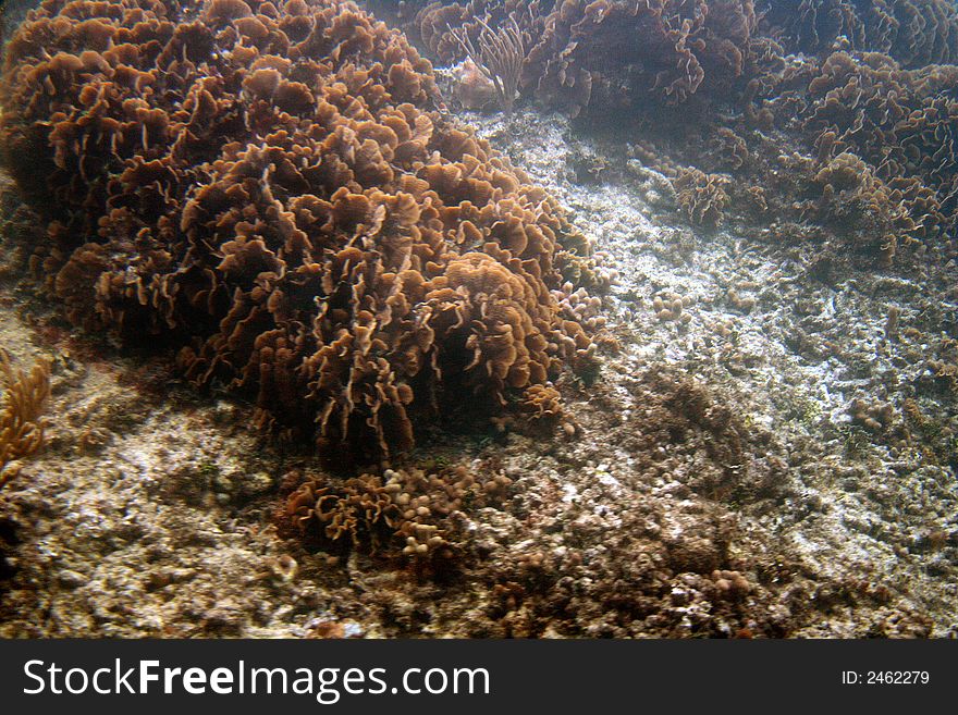 Coral Reef VII