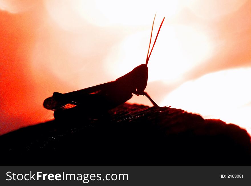 Grasshopper In  Sunset.
