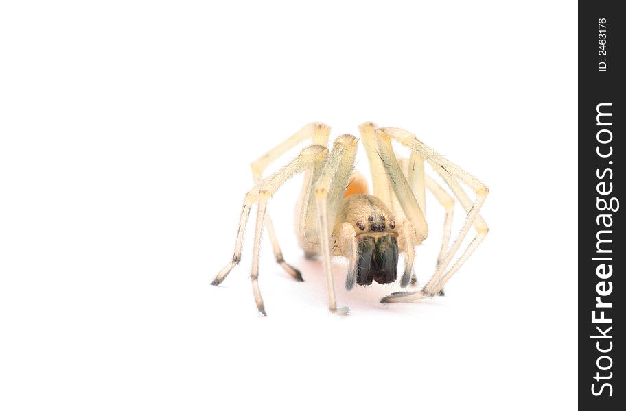 Close up of spider isolated on white