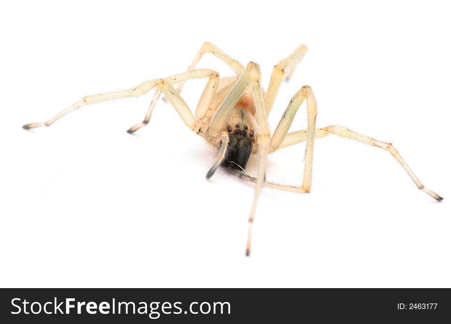 Close up of spider isolated on white, focus on head, web formed at the mouth