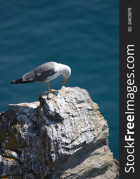 Gull Flying Over The Sea