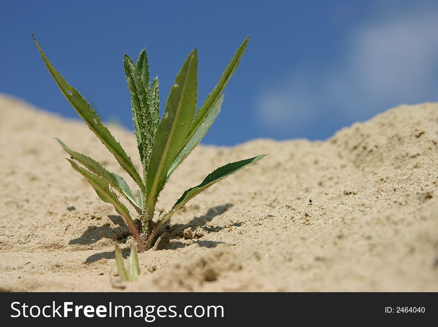 The plant on the sand in the garden, background is sky, imitation of desert