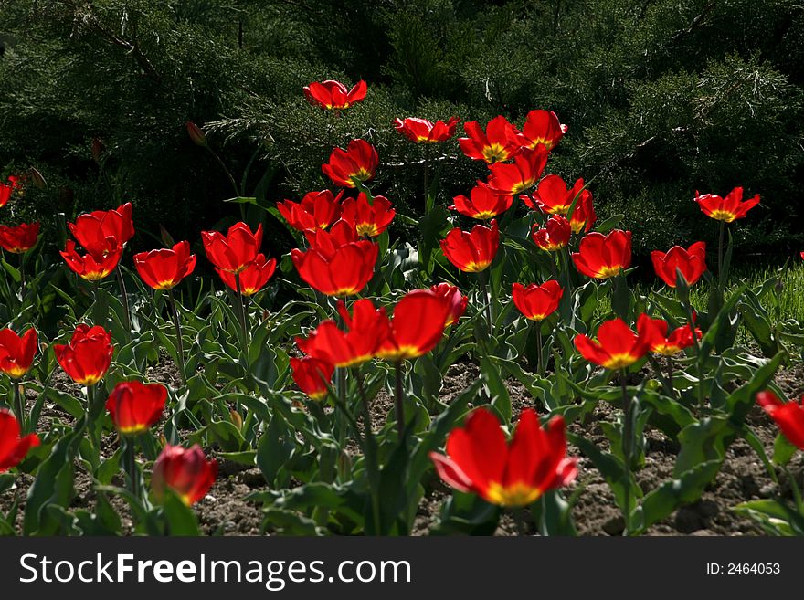 Many tulips in the garden