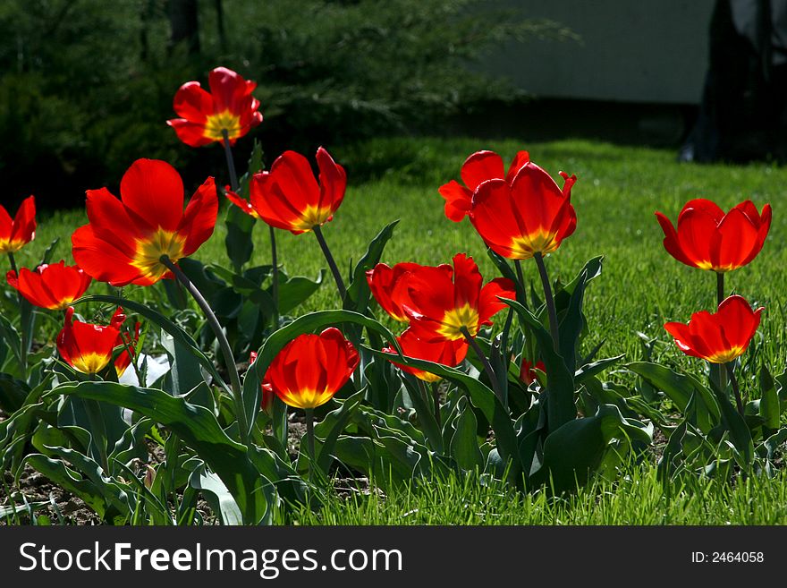 Many tulips in the garden