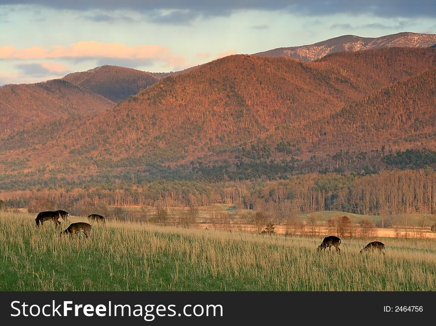 Deer in field with sunset light. Cades Cove, Great Smoky Mountains National Park. Deer in field with sunset light. Cades Cove, Great Smoky Mountains National Park