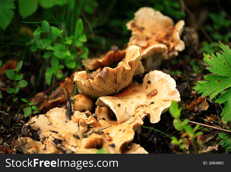 A collection of fungi on the woodland floor Iceland