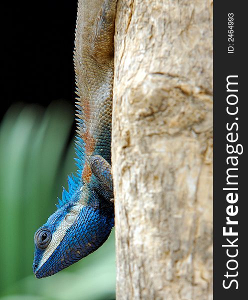 Blue-headed lizard on a tree. Blue-headed lizard on a tree