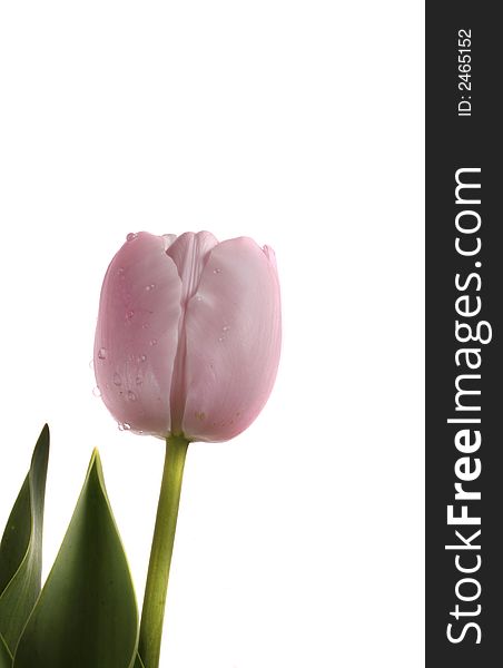 Pink spring beautiful tulip on white background