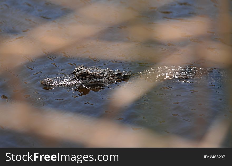 An alligator swims in a pond in Florida behind some long grass.