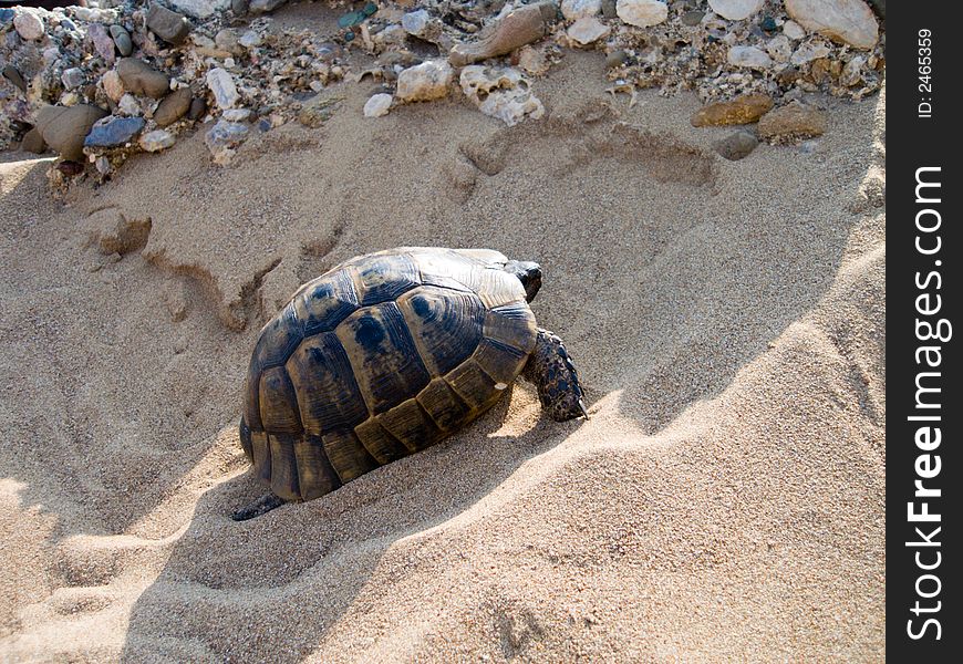 The image of a turtle shooting at coast of Mediterranean sea, Antalia, Turkey