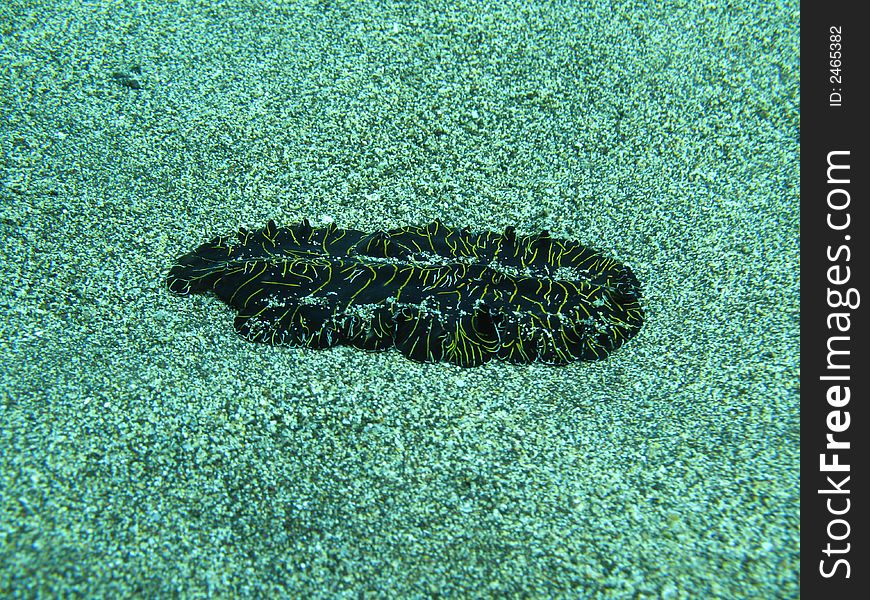 Underwater photo of a flat worm about 5 metes depths. Underwater photo of a flat worm about 5 metes depths