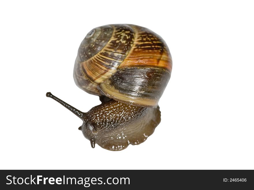 Small snail isolated on the white background. Small snail isolated on the white background