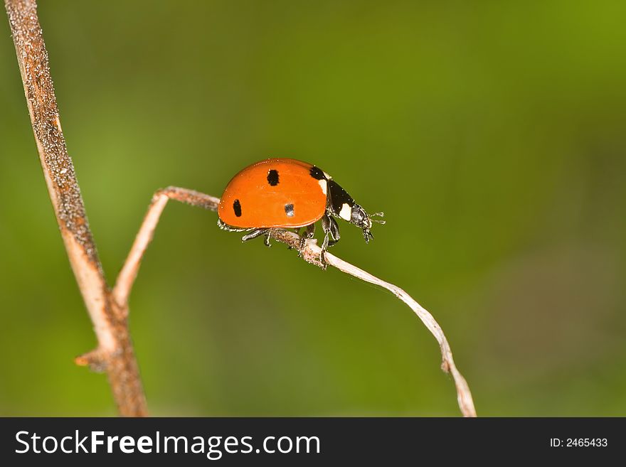 Small ladybird with seven points on the dry blade of grass