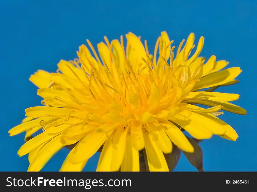 Yellow bright dandelion on the blue background. Yellow bright dandelion on the blue background