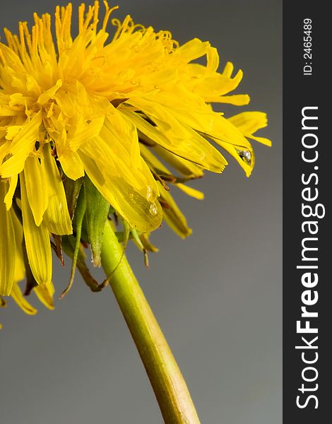 Dandelion on gray background with water drop