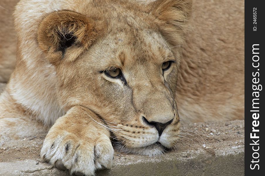 Close-up of a female lion