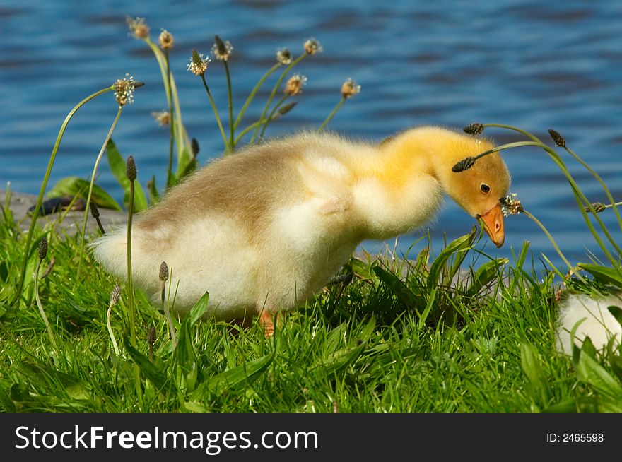 Cute duckling in the grass