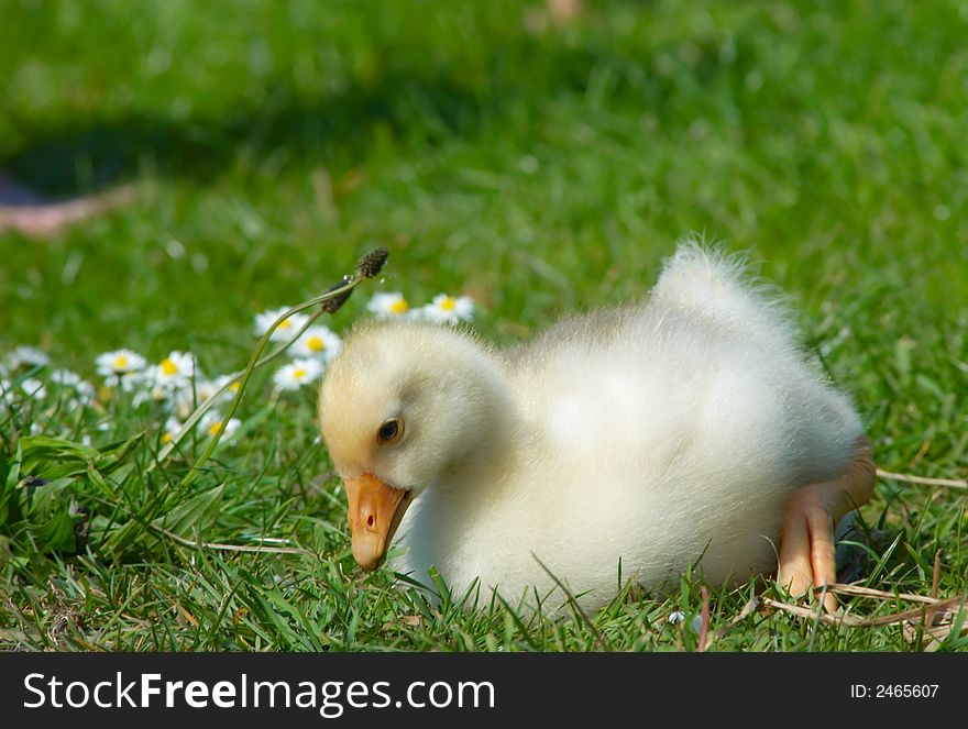 Cute duckling in the grass